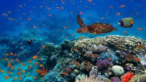 Los Cristianos anuncia un Carnaval 2027 inspirado en el mundo submarino